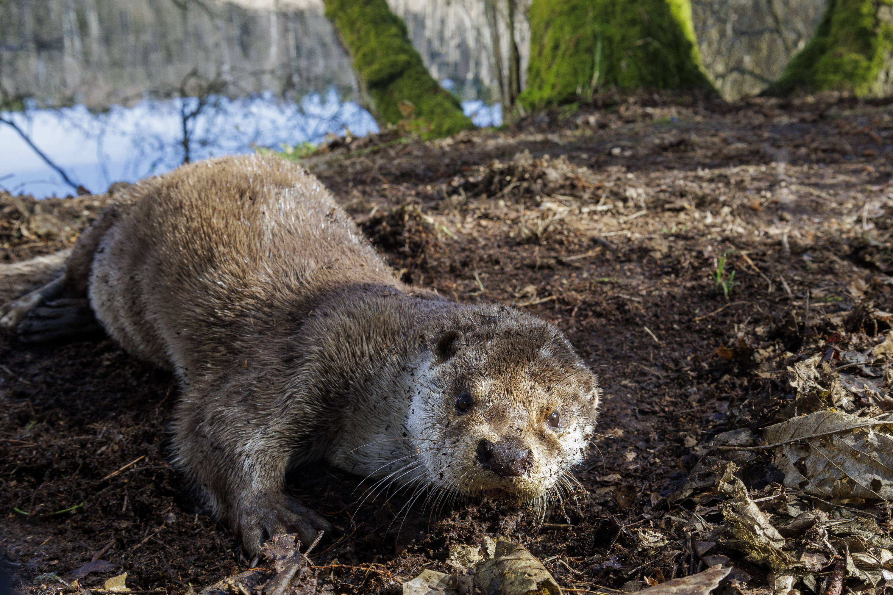 Axel Gebauer - Curious Otter