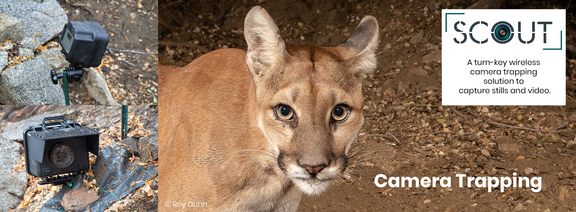 Mountain Lion Captured by Roy Dunn