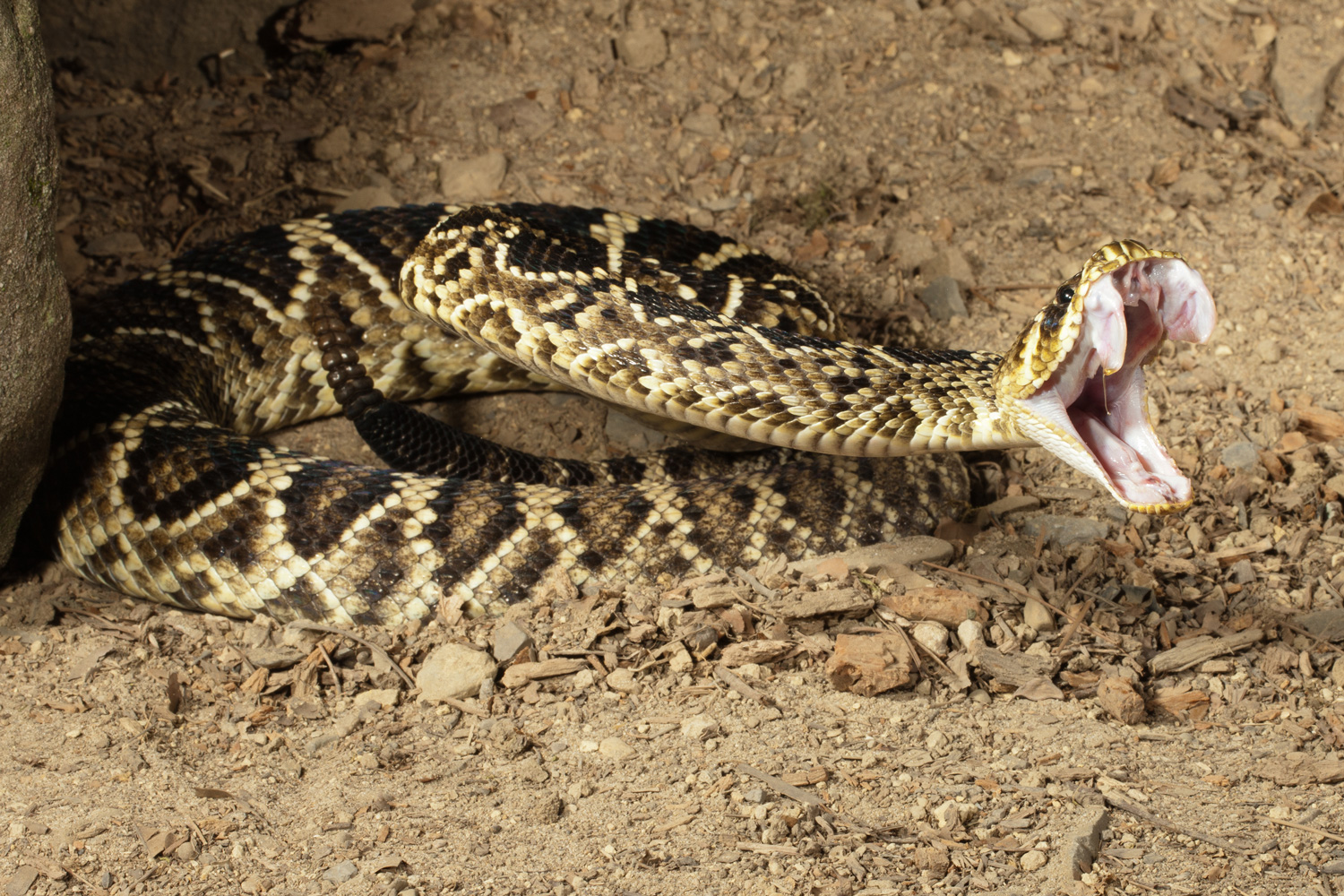 Eastern Diamond Back Rattlesnake Copyright Joe McDonald