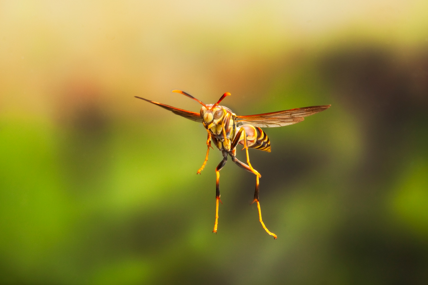 Wasp in Flight - Copyright John Abbott