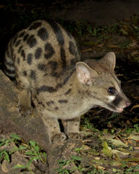 African Genet - Joe McDonald