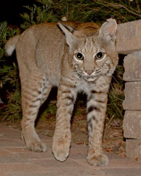 Curious Bobcat - Copyright Roy Dunn