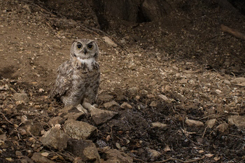 Great Horned Owl Captured with Scout Camera Trapping Setup