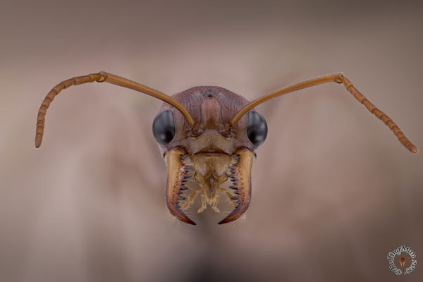 Ant Stack Captured by Patrice Grille