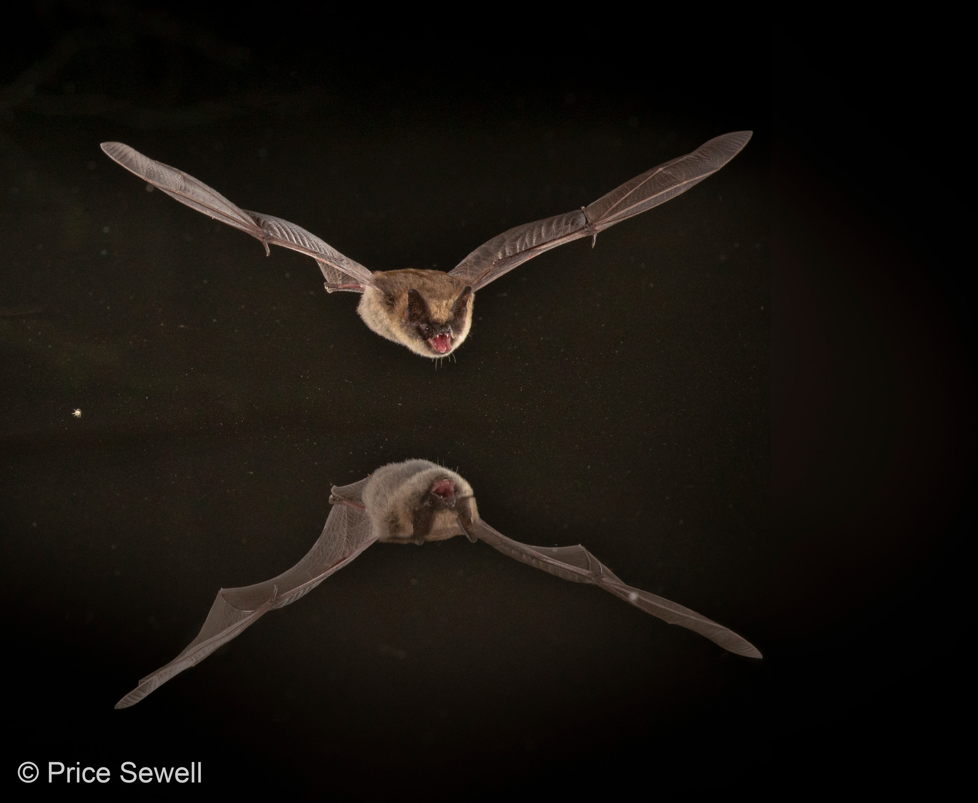 Price Sewell - eastern small footed bat